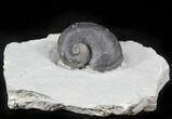 Platyostoma Gastropod - Waldron, Indiana #26469-2